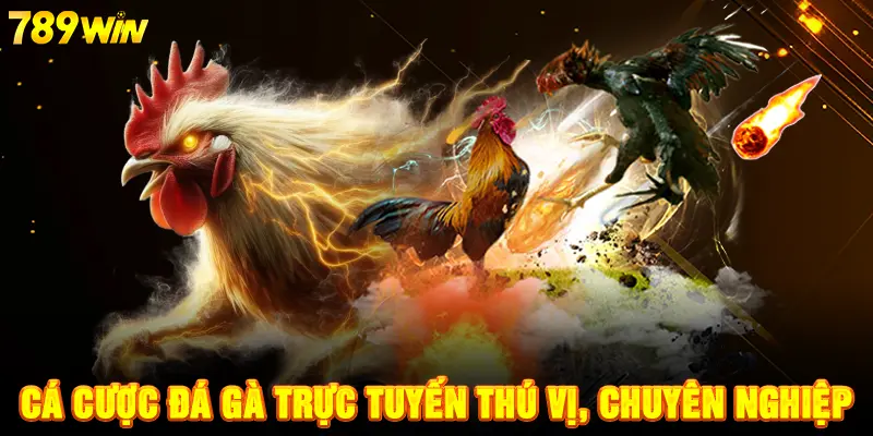 Cá cược đá gà thú vị, chuyên nghiệp